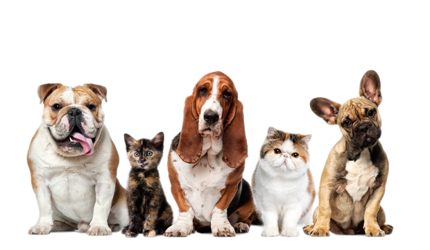 Разработка мобильного приложения